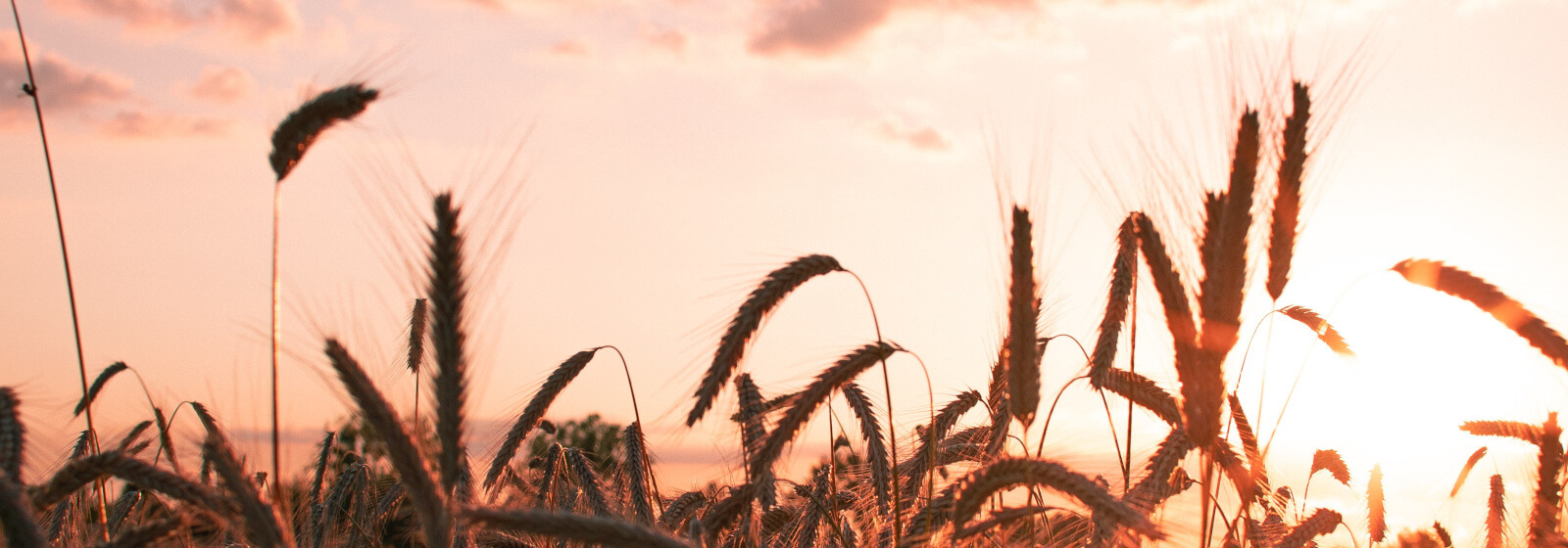 Featured or Random Banner